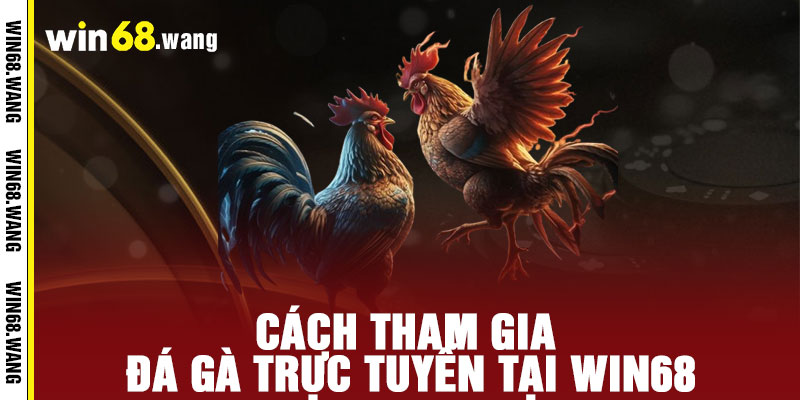 Đá Gà WIN68 - Đẳng cấp đấu trường, thắng lớn đỉnh cao 3 Cách Tham Gia Đá Gà Trực Tuyến Tại WIN68